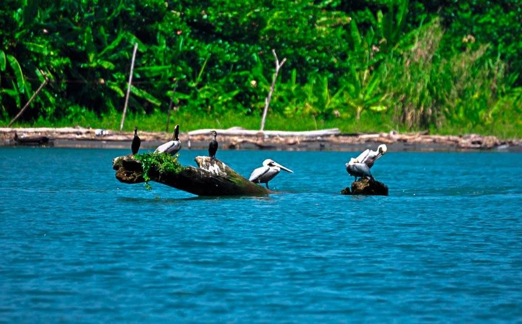 Costa Rica travel experiences mangrove tour