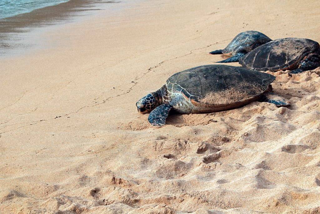 Costa Rica travel experiences sea turtle nesting hatching