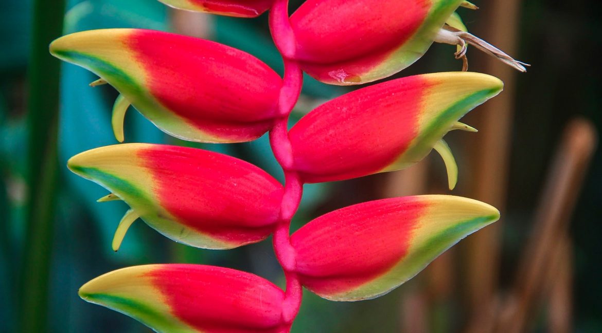 heliconia exotic gardening in Costa Rica