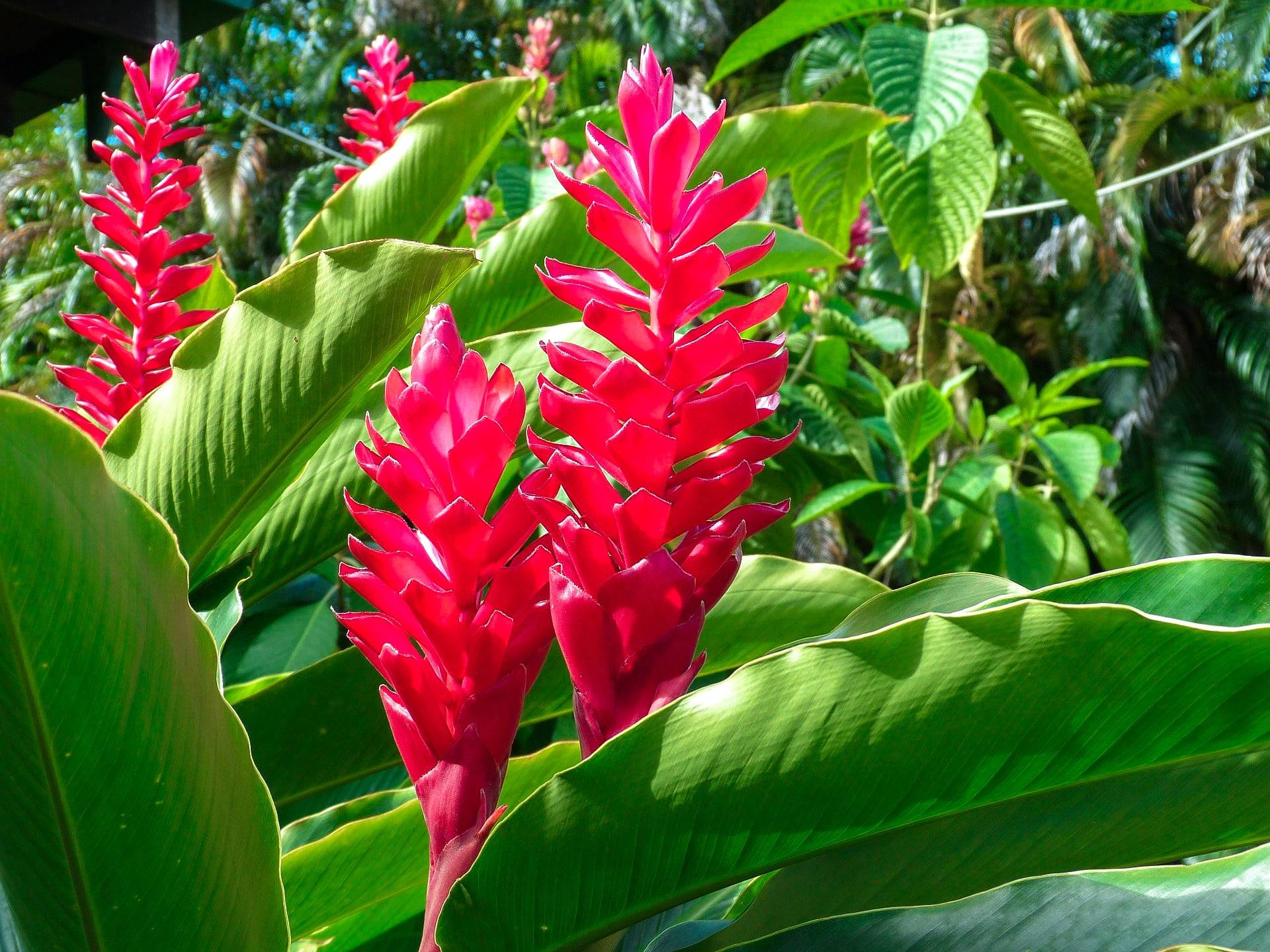 ornamental red ginger plant Costa Rica