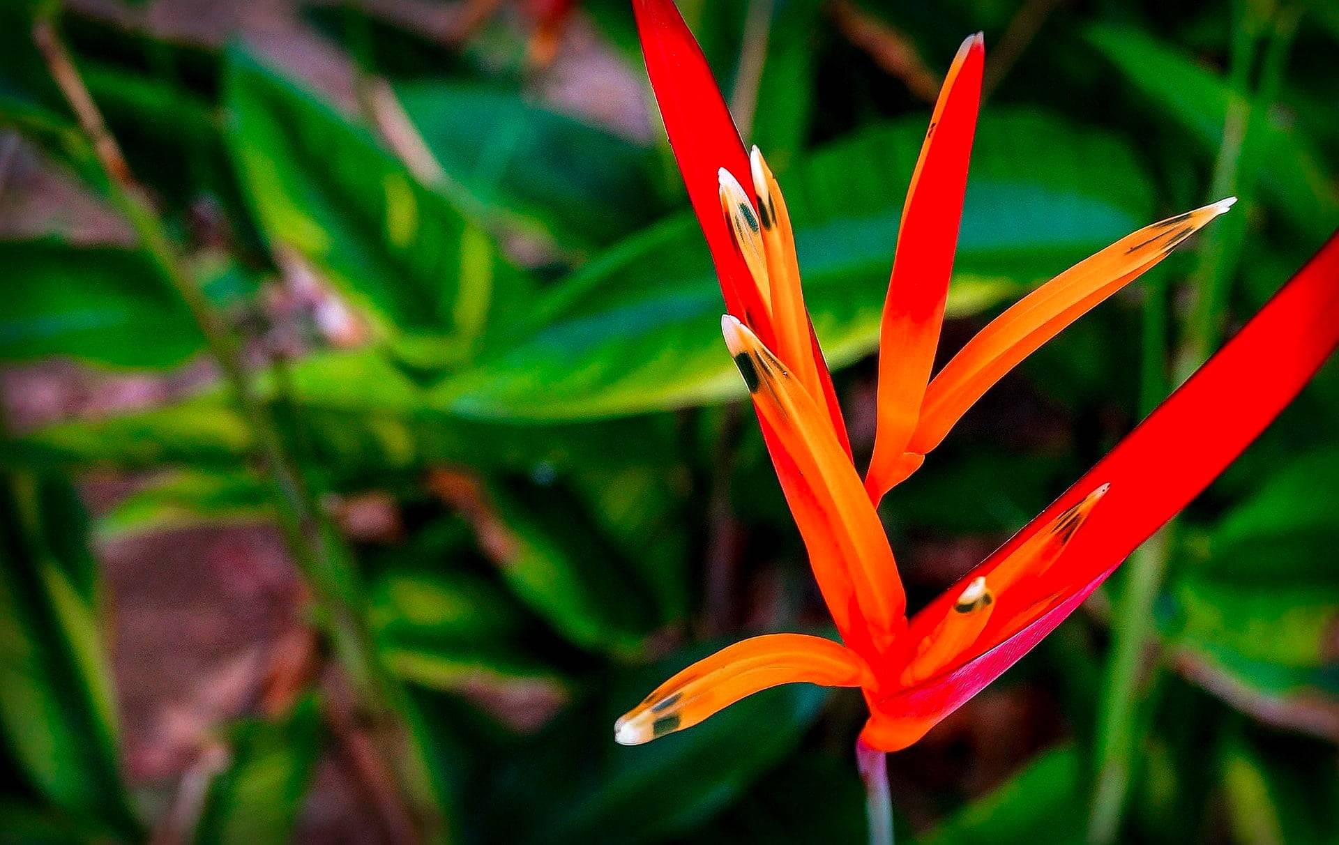 parrot heliconia in Costa Rica gardening