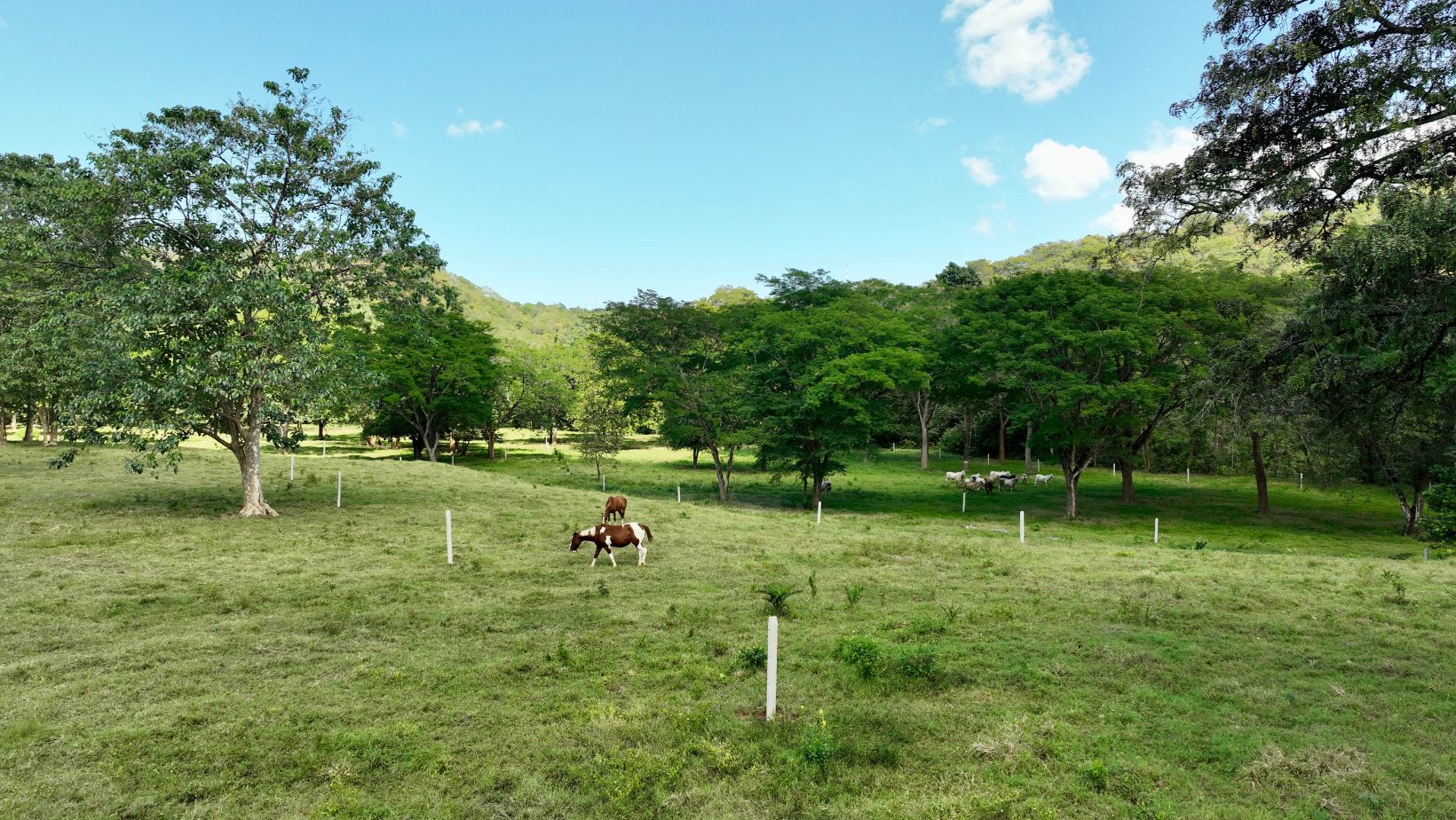 Farmland Costa Rica