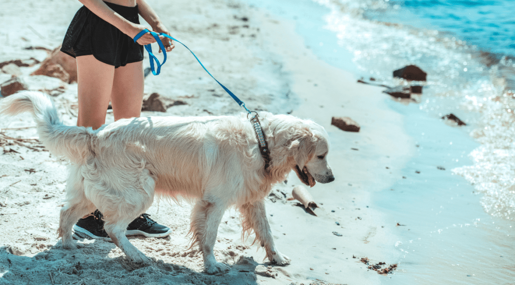 Considerations moving to Costa Rica with pets