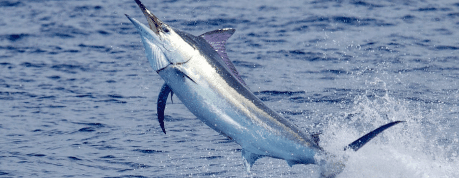 Marlin fishing Costa Rica