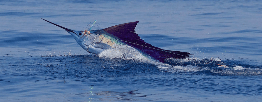 Sailfish fishing Costa Rica