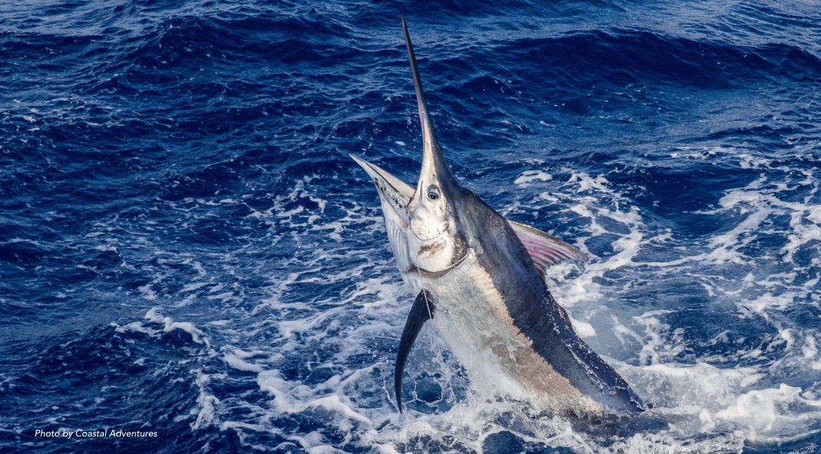 4-Sportfishing