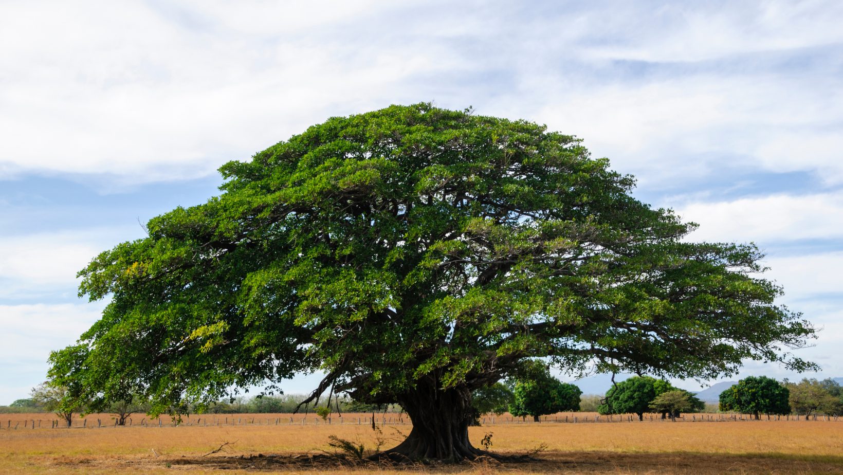 Guanacaste Real Estate